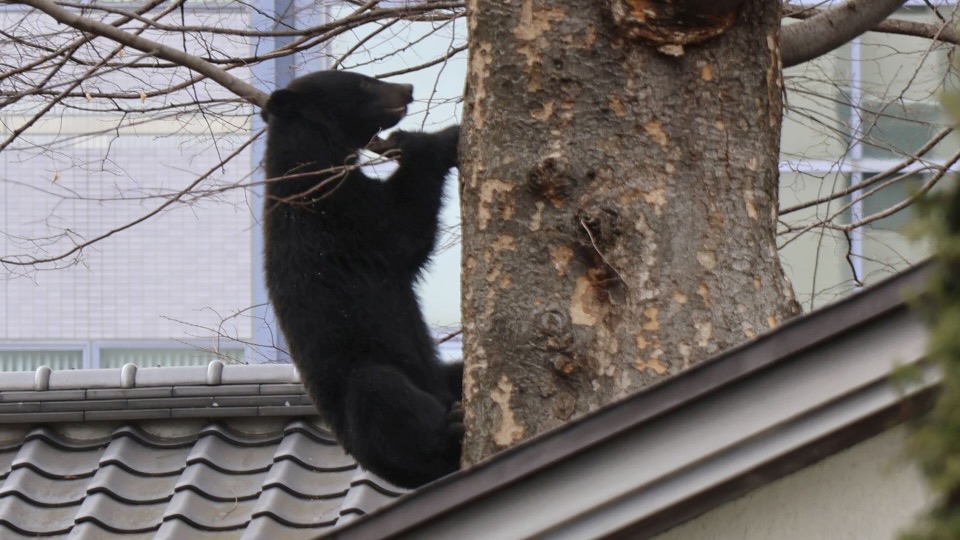 Bear Japan golf event